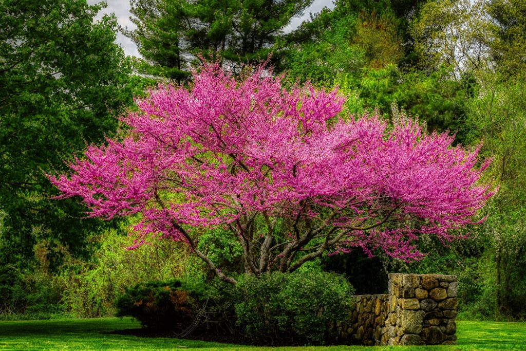 best trees for small garden (21)