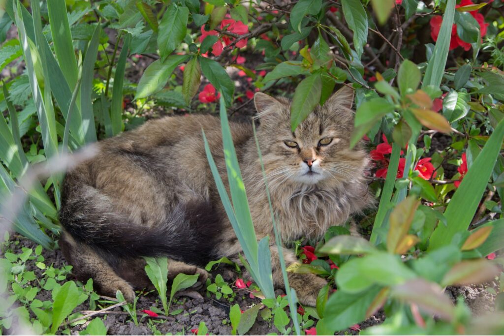 cat pooping the garden (6)