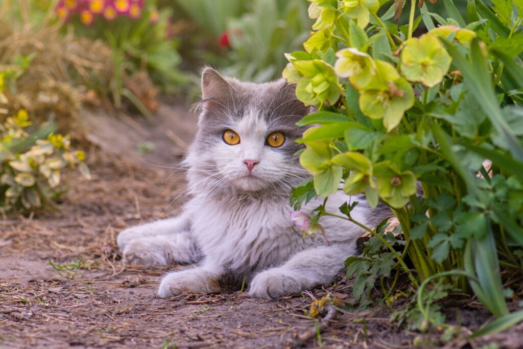 Ultimate Guide To How To Keep Cats Out Of Your Garden